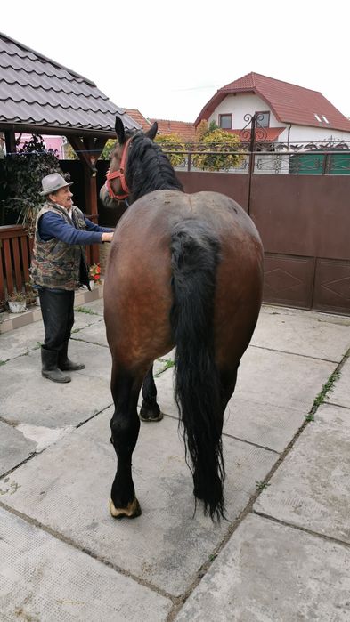 Iapă de vânzare, de 4 ani