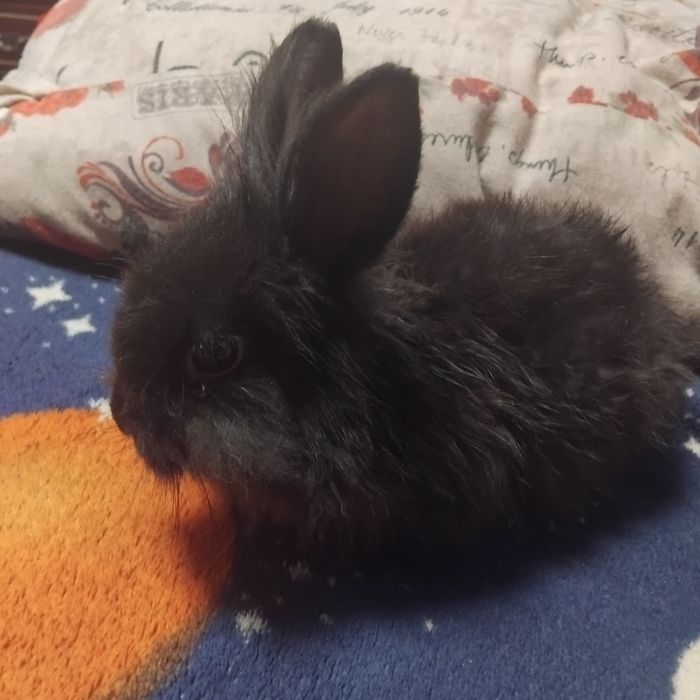 Iepure pitic cap de leu