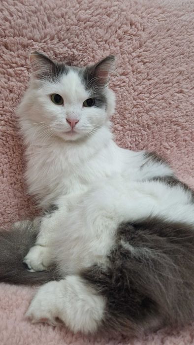 Котёнок-мальчик Принц ищет дом и надёжных хозяев