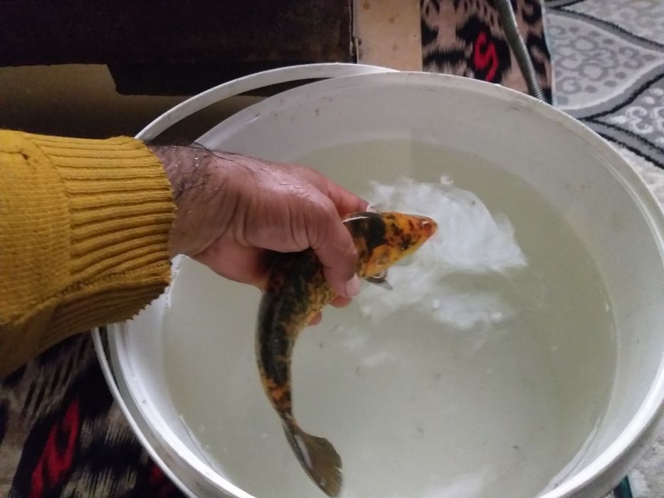 Koya baliq katta tillarang qora