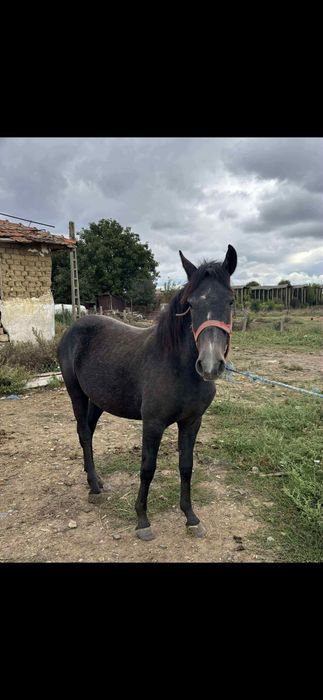 Vand doâ manza un an junete !