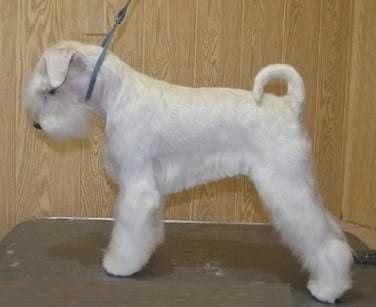 Щенки белого цвергшнауцера