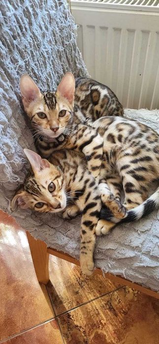Бенгалски котенца търсят нов дом