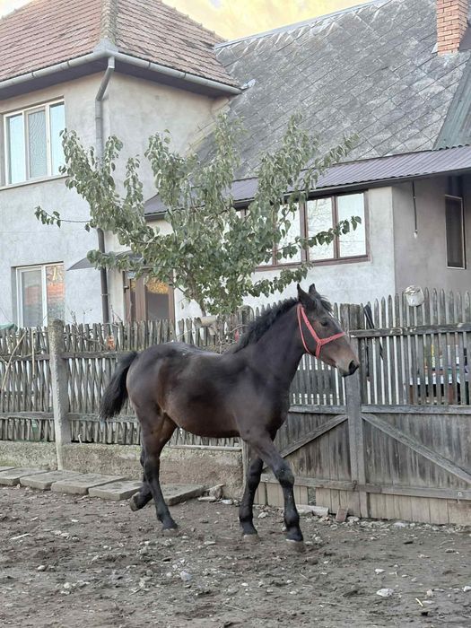 Mânză de 7 luni de vânzare