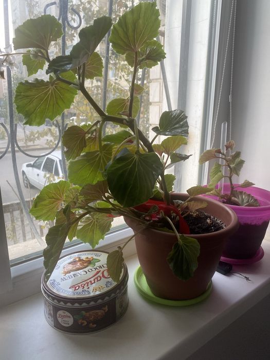 Продается комнатное растение, цветок Бегоня