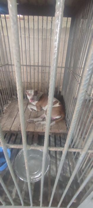 Породистые дворняжки щеночки с паспортом Чипированы срочно в дом