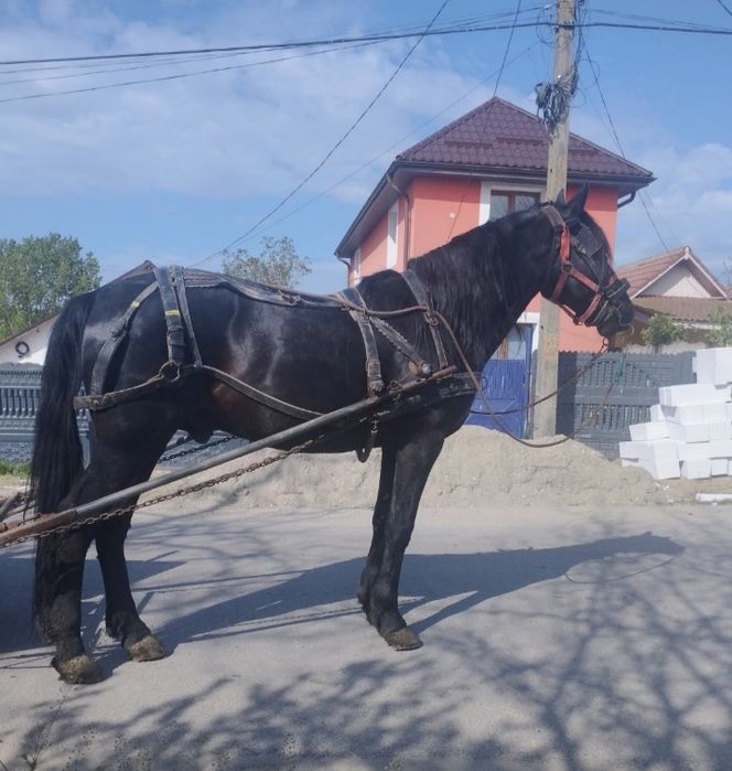 Vând cal , preț 2700€ negociabil