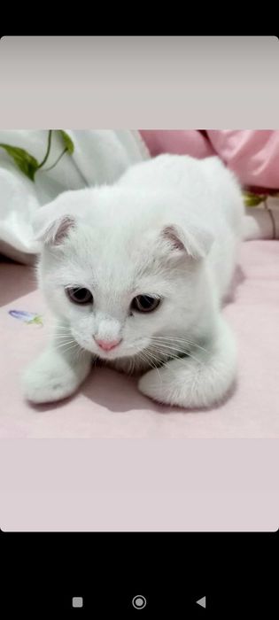 Скоттиш фольд тезда сотилади