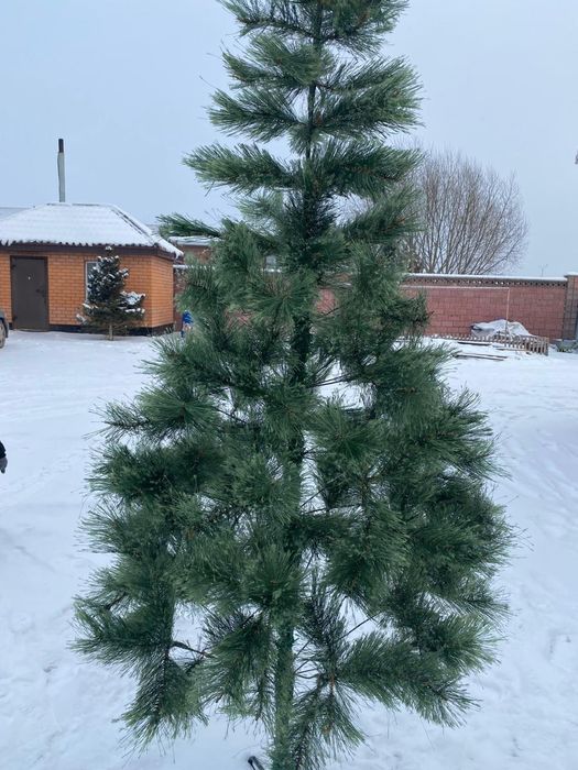 Продам ёлочку...