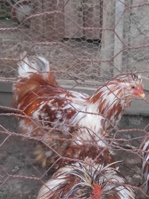 Oferta!Cocoși strumsky moțate bărboase!!!