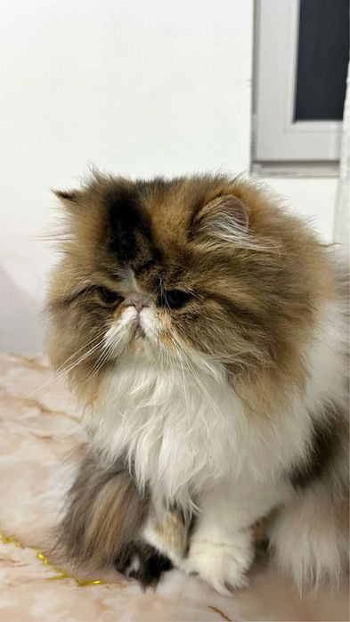 Pisica Persana Testata genetic si viral sterilizata