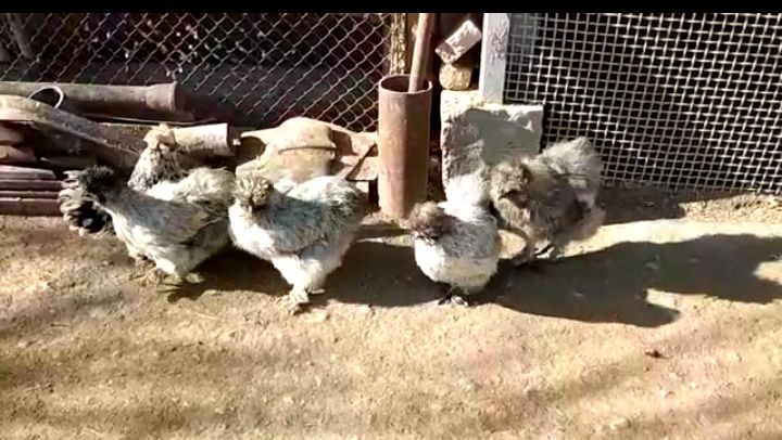 Китайские шелковый кораздар сатылады. ТЕК КОРАЗ САТЫЛАДЫ МЕКЕН ЖОК