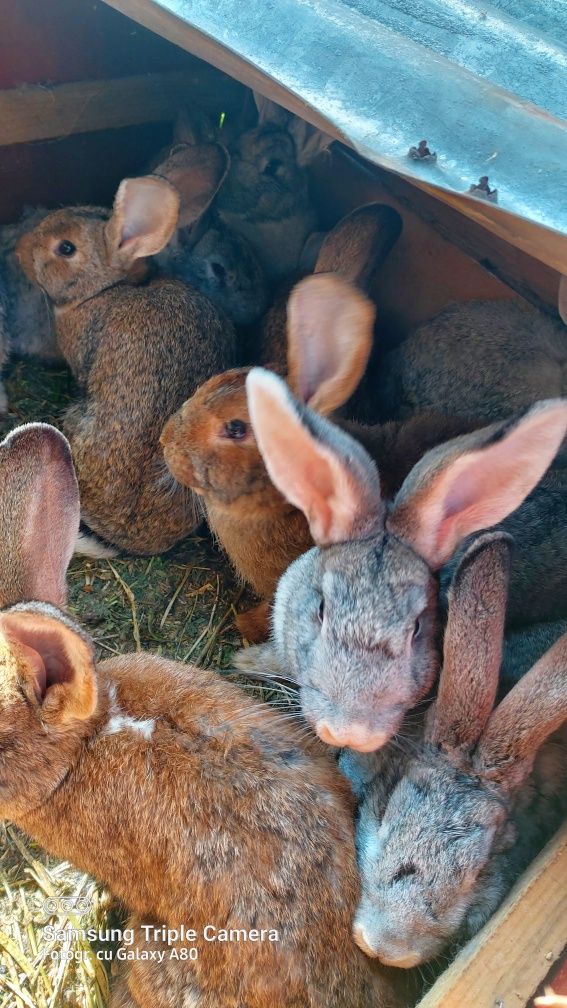 Vând iepurași de 4 luni