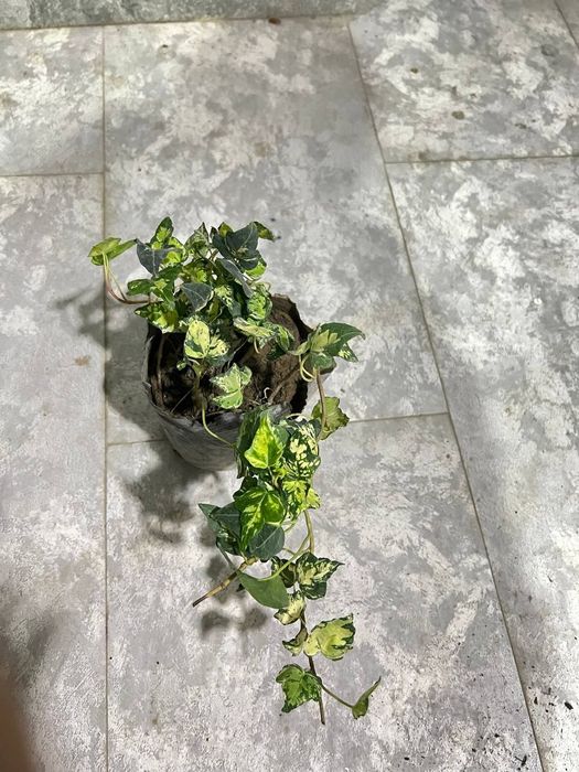 Плющ садовый варигатный