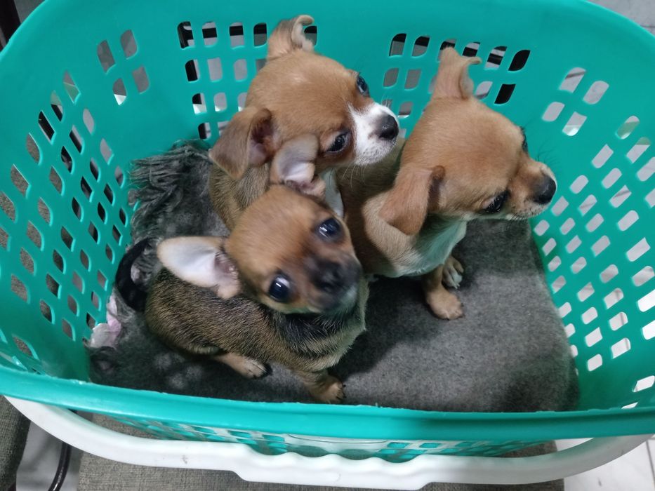 Продаются щенята.