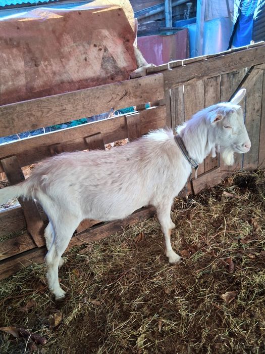 Țap de vânzare, Rasă Saanex