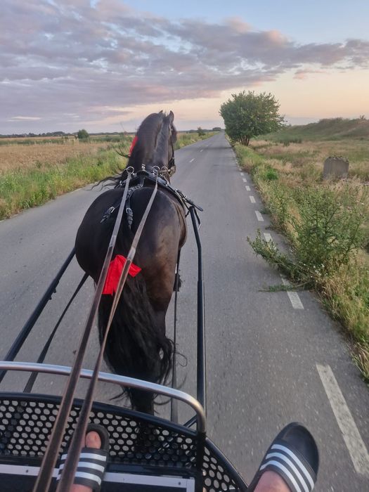 Vând armăsar frizian sau schimb cu iapă frizian