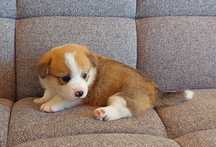 Mascul Welsh Corgi Pembroke