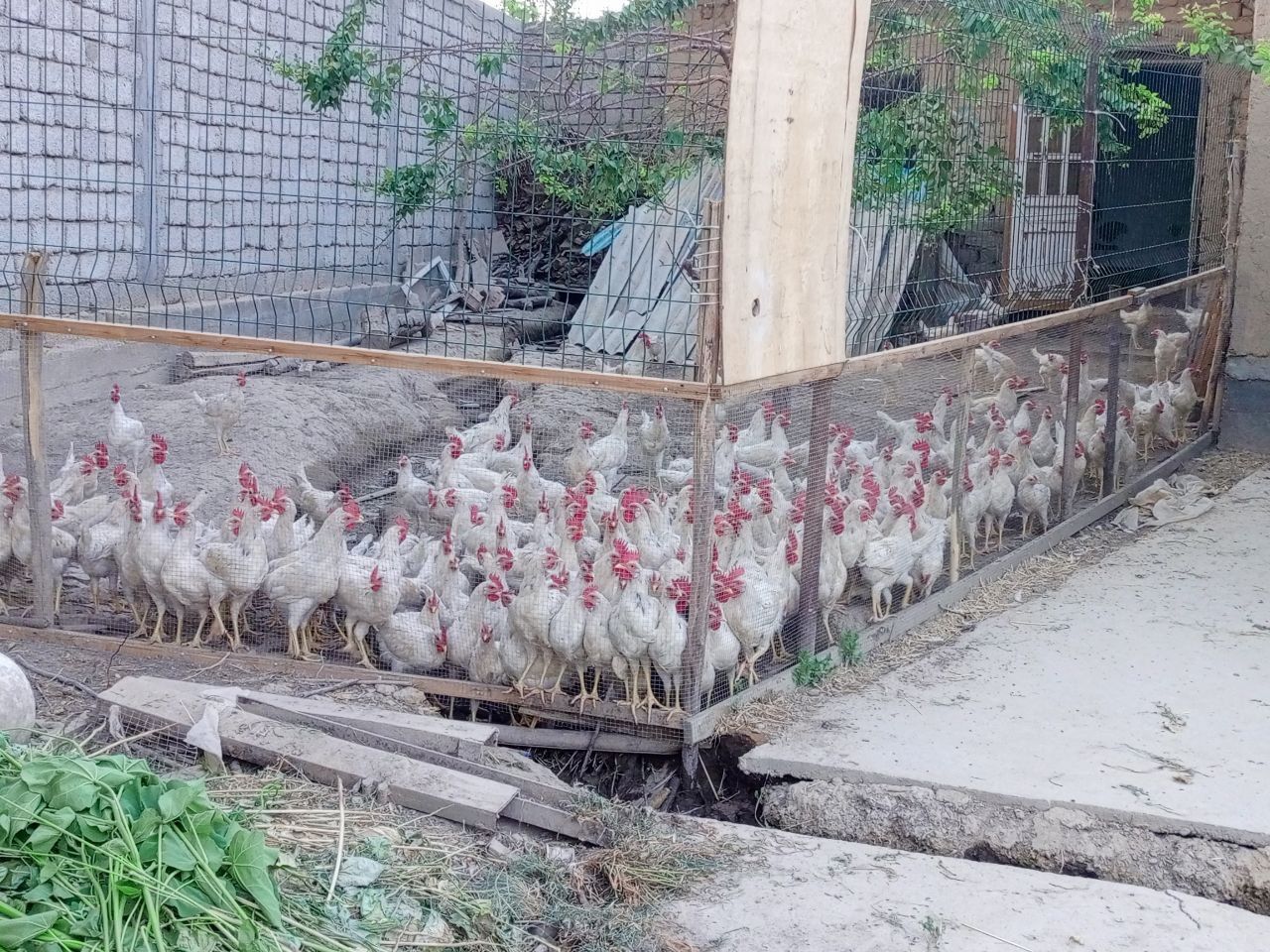 Продам петушки,  жўжа хўрозлар сотилади.