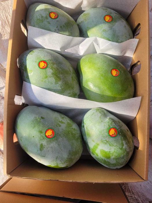 Mango ready to eat -  fructe din Egipt direct de la importator