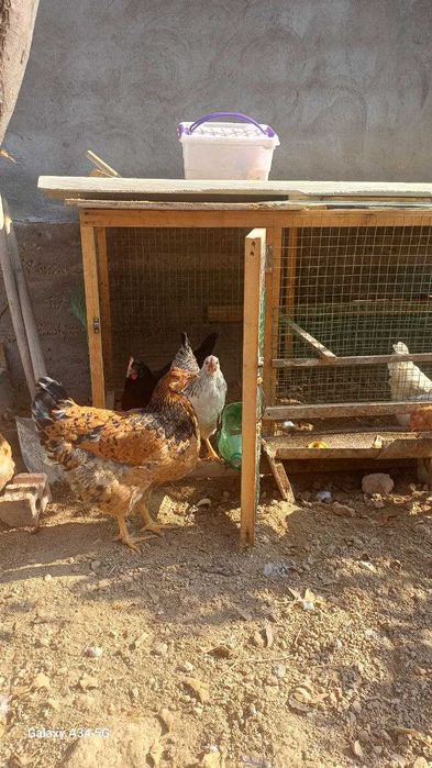 Срочно продаётся курицы и петух