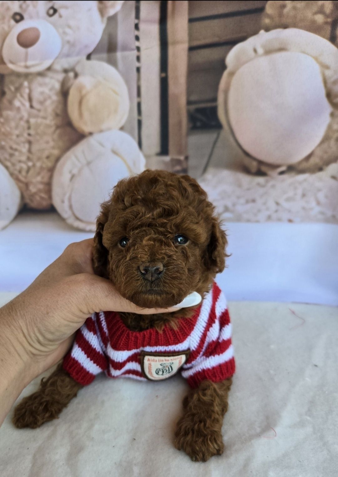 Пудел тийкъп c Родословие Poodle той Момиче