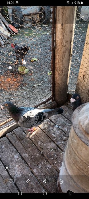 Vând porumbei sau schimb pe diverse păsări