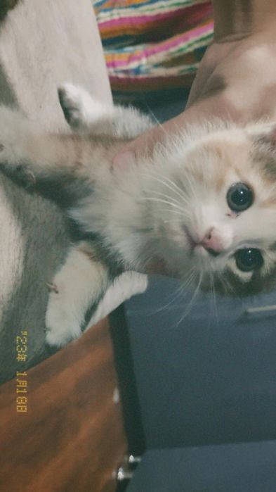 Mushuklar tekin sog'lom