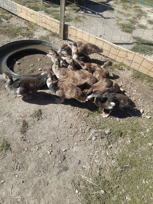 Vând bobocii de rațe leșești