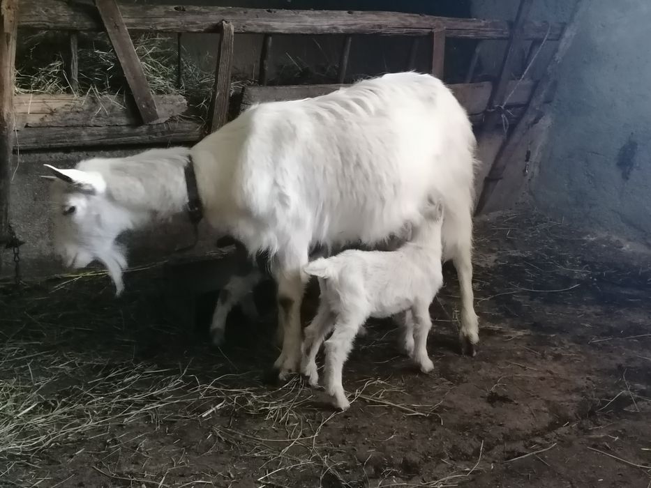 Capre îngrijite acasă