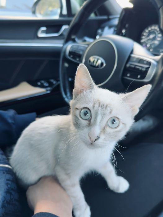 Отдам котенка в хорошие руки