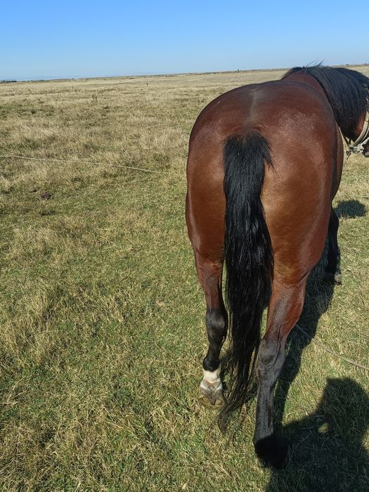 Iapă de vânzare cuminte