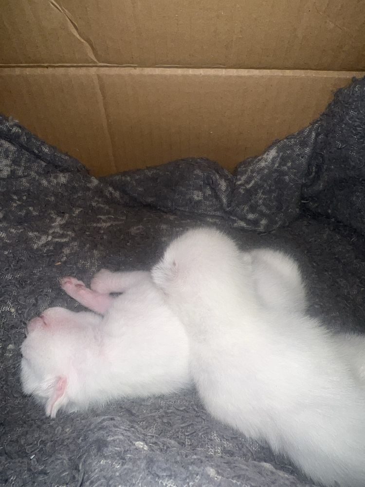 Отдам котят два белых