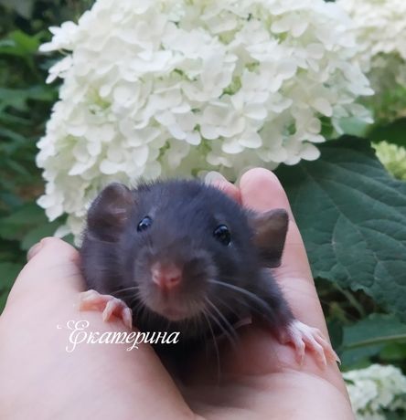 Крысята дамбо разных расцветок
