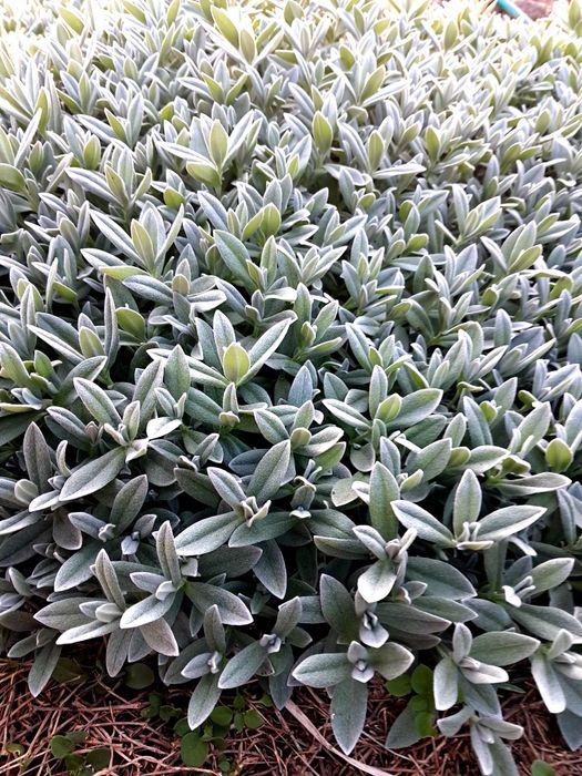 Градински церастум, делосперма, флокс