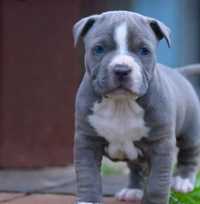 Vand pui amstaff blue 4 femele