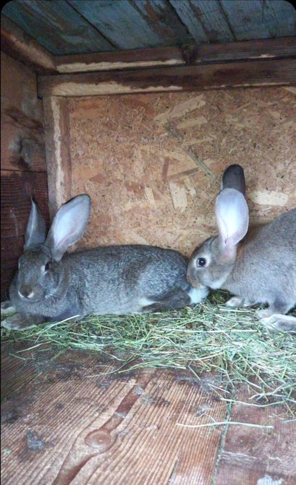 Vand iepuri Bio crescuti Natural pret atractiv