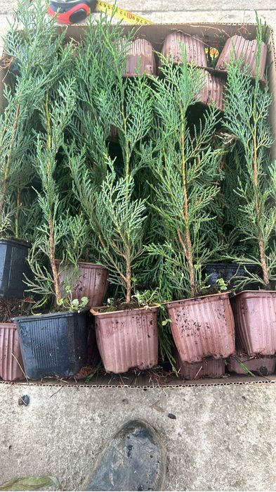 Cupressus leylandii 40 cm