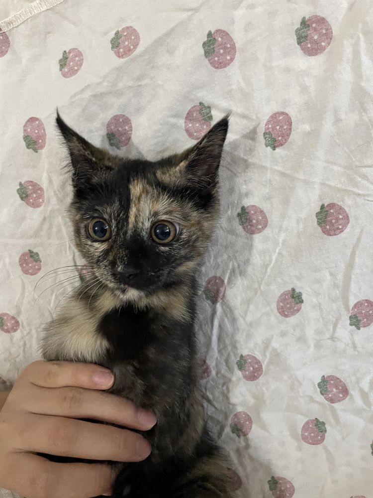 Котенок в добрые руки