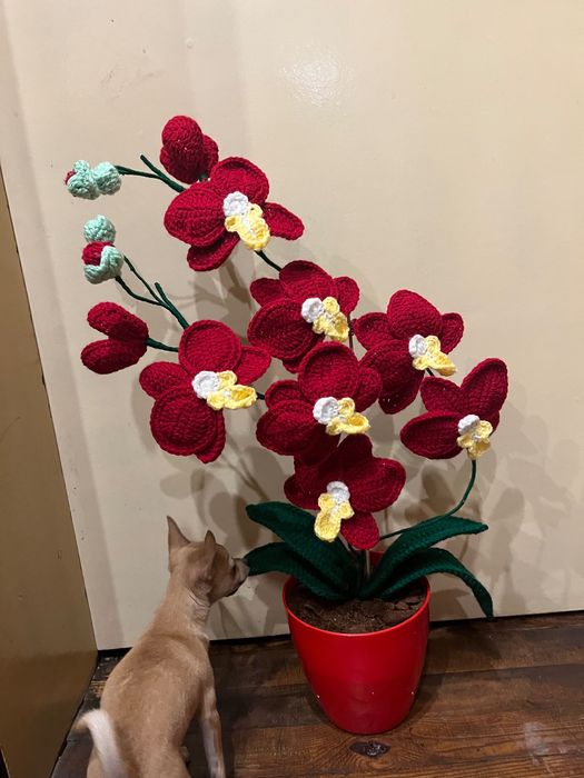 Плетени орхидеи-продавам