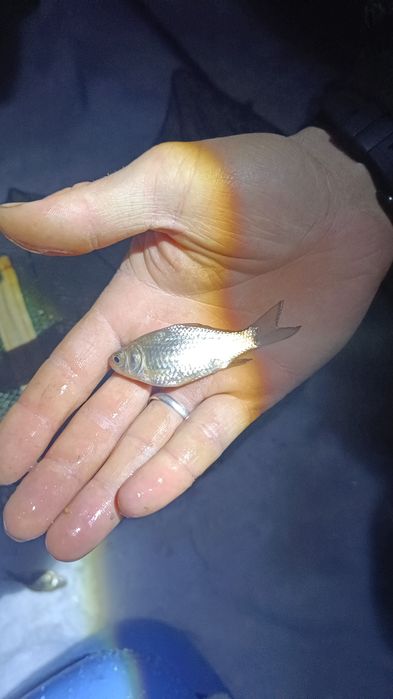 Живчик карасик и елец