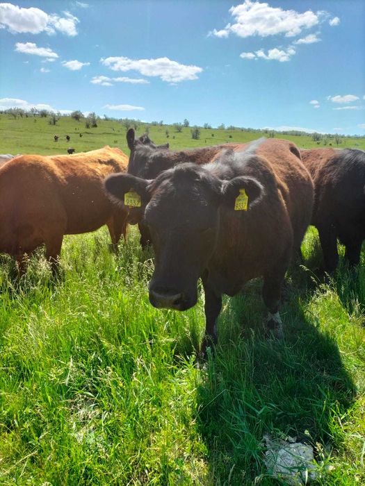 Vand 62ha teren RACHITI ,BOTOSANI ferma 400m TOTAL 260000euro