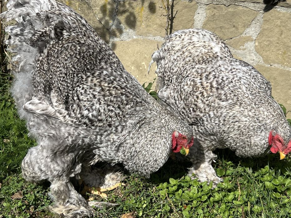 Продавам петли порода Брама – кукувича и сплаш