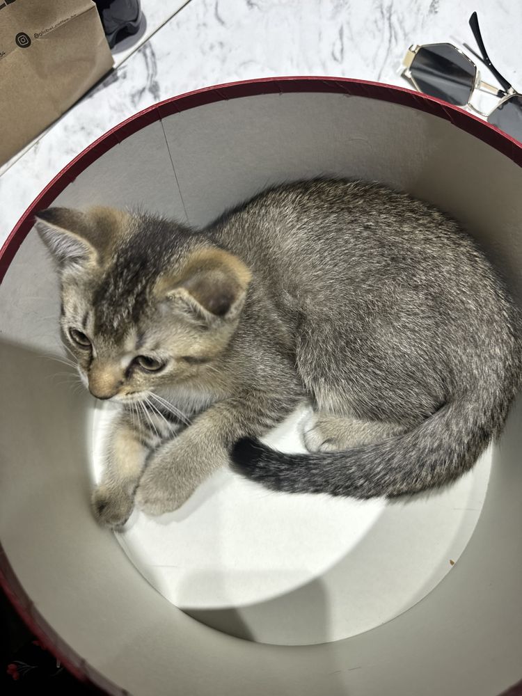 Продается кошка срочно!
