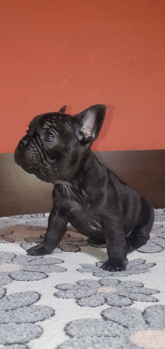 Френски булдог,френски булдочета