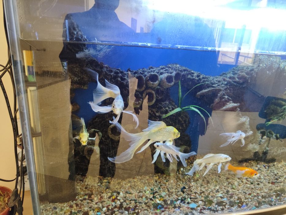 Аквариум баликлари сотилади