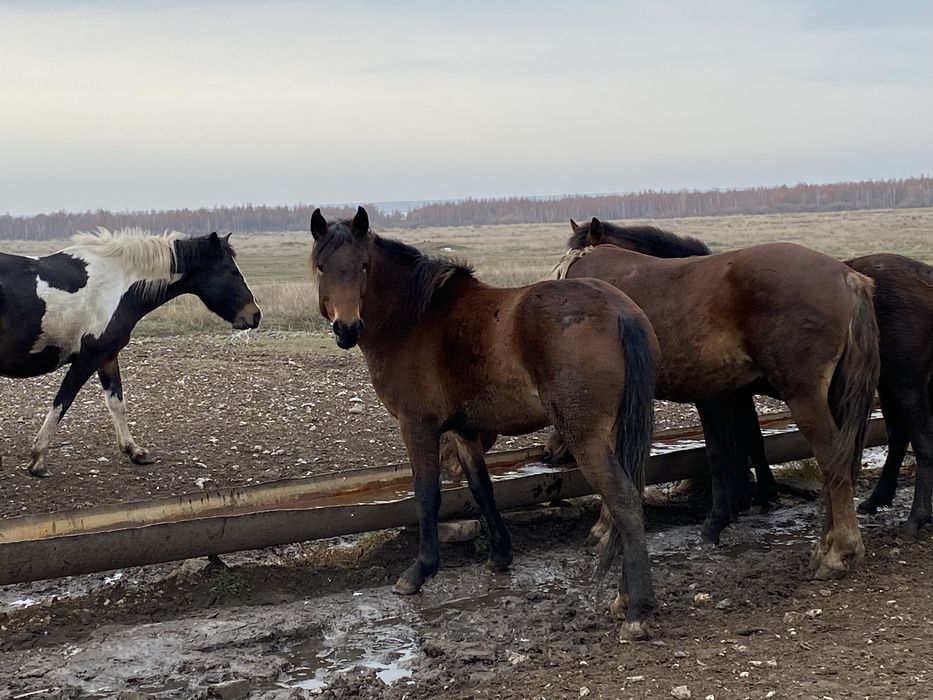 Продам байталку на соғым