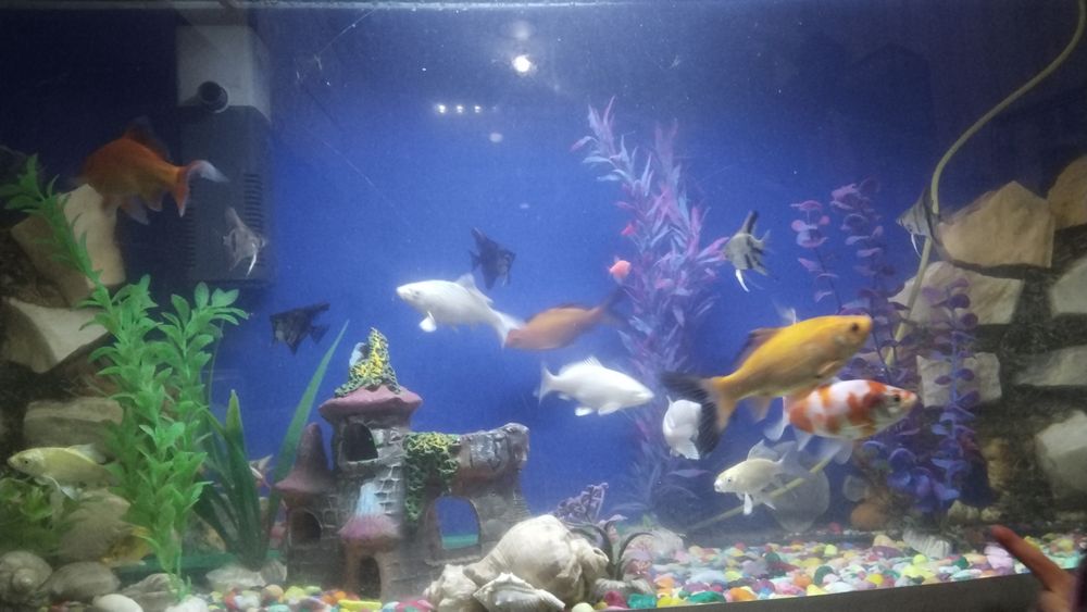 Срочна сотилади ойнаси Калин акварум