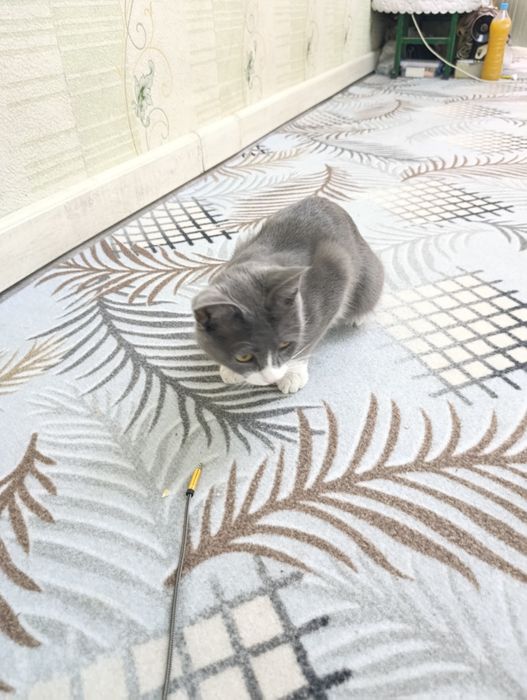 skotish stray mushuk