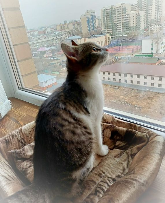 Красивый и ласковый джентльмен с гарантией